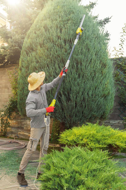 Professional Tree Removal and Landscaping Services in Hillsdale, MI